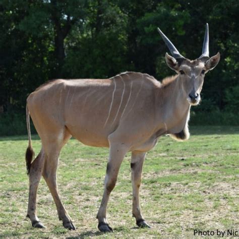 Safari Animals & Conservation Partners | Safari Lake Geneva