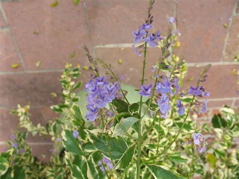 Online Plant Guide - Duranta erecta 'Variegata' / Variegated Sky Flower