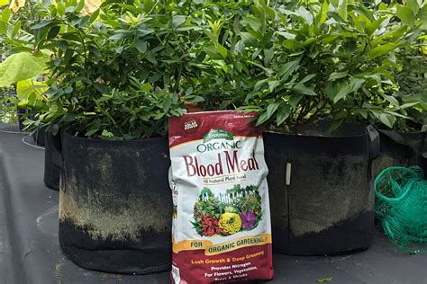 8 Amazing Blood Meal Fertilizer Organic for 2024 | Storables