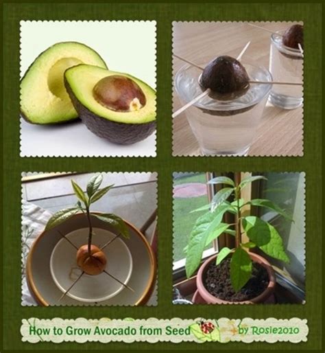 20 Ways to Use Avocado Seeds | ToughNickel