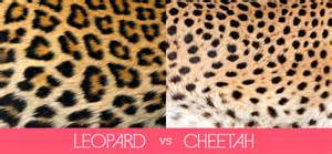 Lets Make Things Clear: Leopard Prints vs. Cheetah Prints « Joe & Cheryl