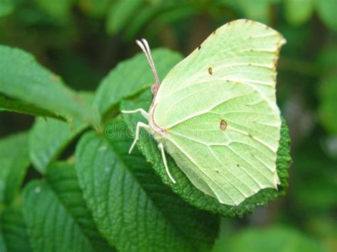 Butterfly camouflage stock photo. Image of camouflage, closeup - 188112