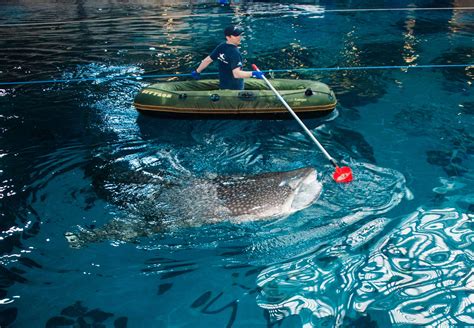 An Insider's Guide to the Georgia Aquarium | Official Georgia Tourism ...