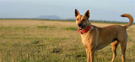 Carolina Dog Adoption: Carolina Dog Puppies For Sale and Adoption ...