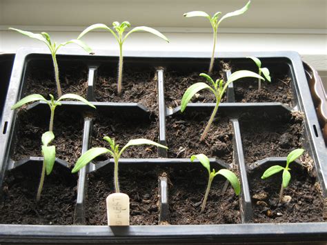 Are my tomato seedlings leggy? (and other tomato seedling advice) — BBC Gardeners' World Magazine