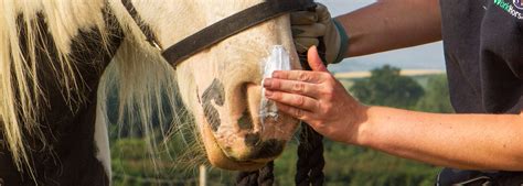 Hot weather horse care tips - World Horse Welfare