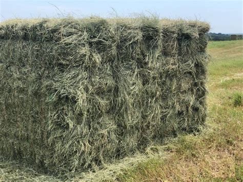 20,000 Bales - Premium Horse Quality Coastal Hay - Texas