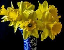 Daffodil Flower Arrangement Free Stock Photo - Public Domain Pictures