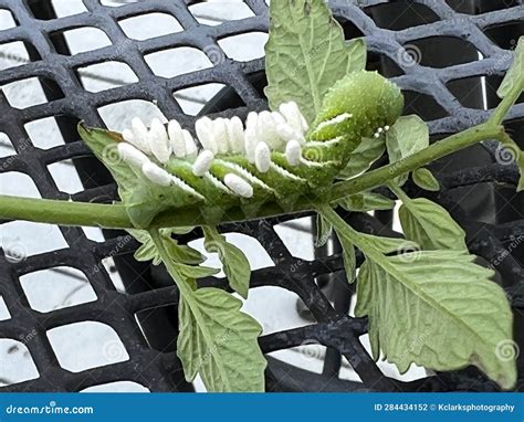 Braconid Wasp Parasite Egg Cocoon on Hornworm Tomato Worm Caterpillar Stock Photo - Image of ...