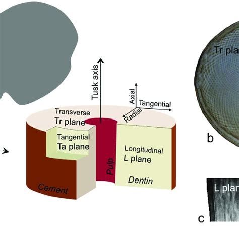 Sample orientation in the elephant tusk. (a) System of reference of... | Download Scientific Diagram