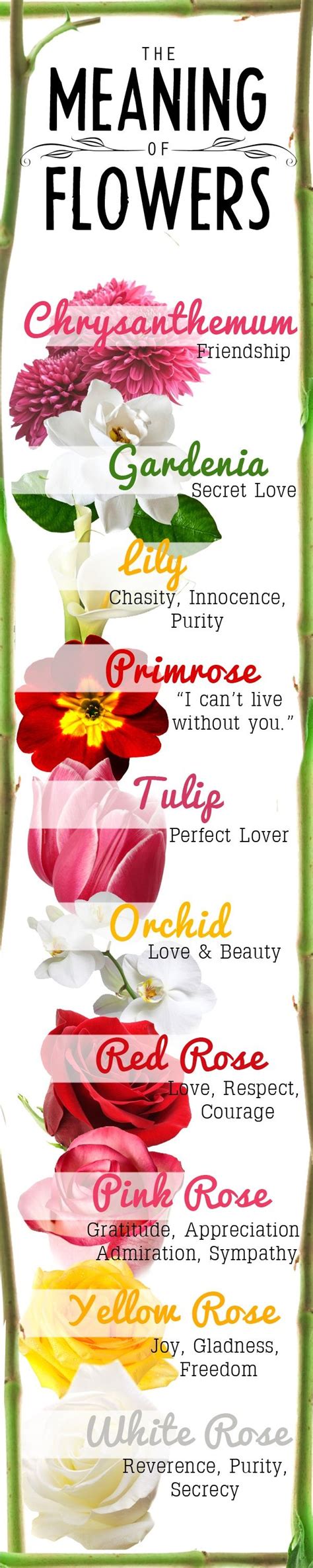 √ Exotic Flower Names And Meanings