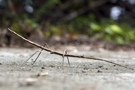 Phasmatodea ,on the Taiwan. Stock Photo - Image of jaws, stick: 71482864