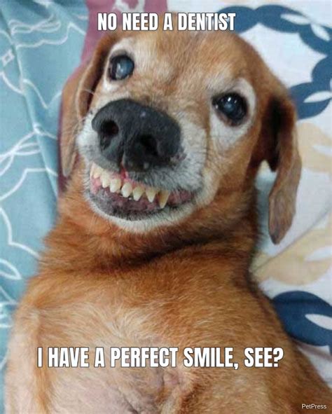 15+ Funny Smiling Dog Memes | PetPress