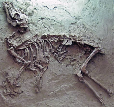 Pseudoprotoceras longinaris (fossil mammal with unborn faw… | Flickr