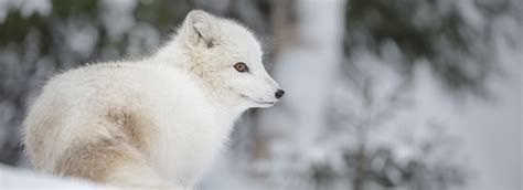 Pictures Of Animals In The Arctic Tundra - the meta pictures