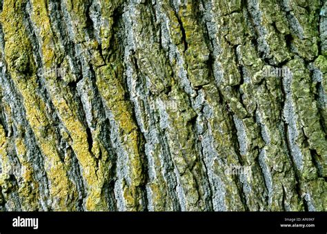 English Oak tree bark Stock Photo - Alamy