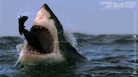 Great White Sharks Eating Seals