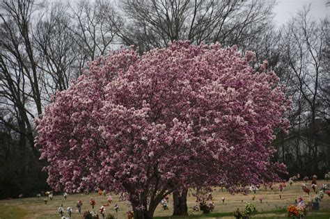 2019 March 2, Cluster Pink Tulip Trees Nikon D7200 | Pink tulips, Perennial plants, Tulips