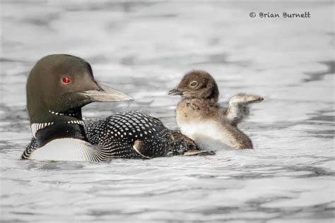 Common Loon with Chick | Focusing on Wildlife