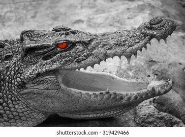 Crocodile's Head Camouflage: Over 82 Royalty-Free Licensable Stock Photos | Shutterstock