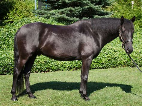 Friesian Horse Breed Complete Guide: Color, Information, And ...