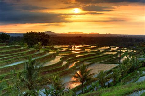 The Origin of the Balinese Subak System - Dinas Pertanian dan Ketahanan ...