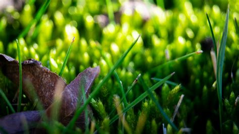 Free stock photo of blades of grass, green, macro