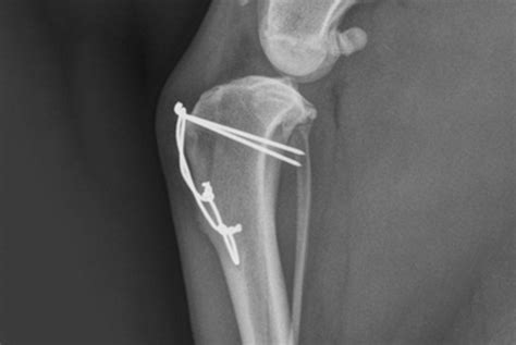 New study shows radiographs after medial patella luxation are of limited benefit - VetSurgeon ...