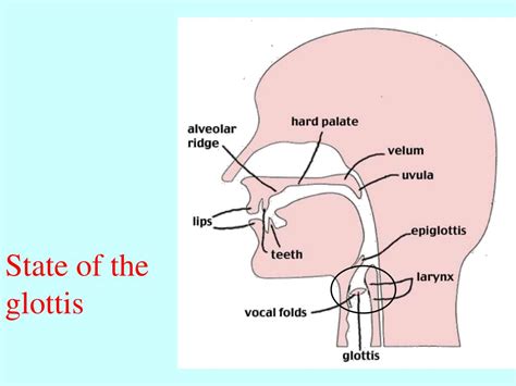 PPT - Spoken language phonetics: Transcription, articulation ...