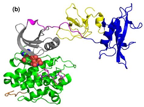 Src conformations. (a) Src inactive assembled conformation (PDB: 2src ...