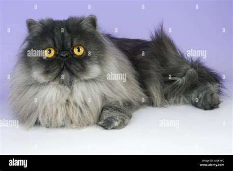 black smoke persian cat lying down Stock Photo - Alamy