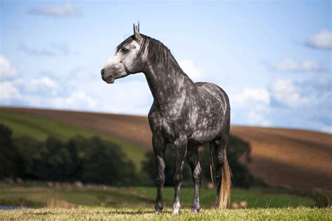 Photographer Captures The Unique Beauty Of The Lusitano Horse Breed