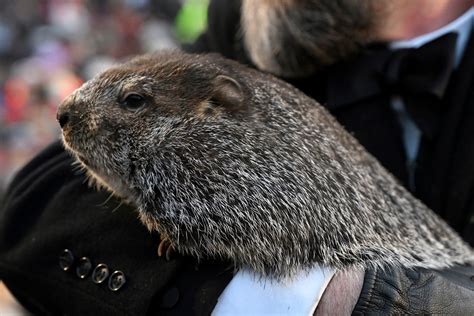 Groundhog Day celebration: Facts about Punxsutawney Phil