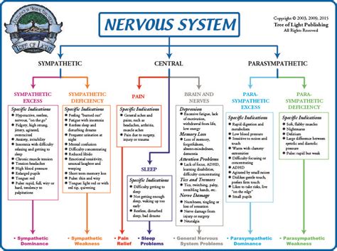 Nervous system organization – Artofit