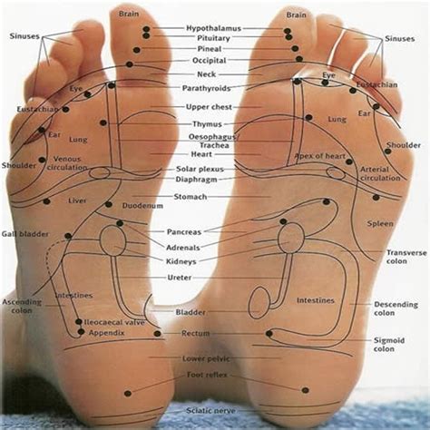 foot-reflexology-chart - Sole Therapy