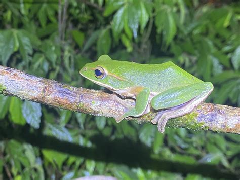 Emerald Green Tree Frog in July 2023 by Littlejump Chen · iNaturalist