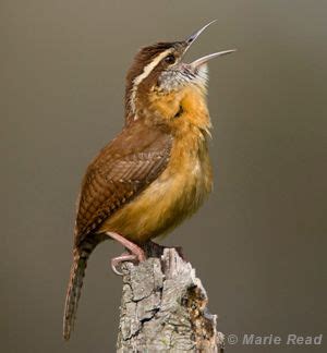 Carolina Wren | Beautiful birds, Nature animals, Wren