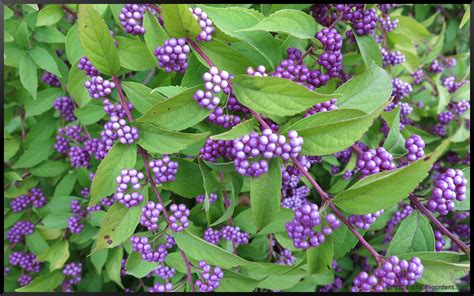 Purple Beautyberry Bush – Stephi Gardens