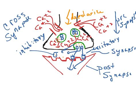 Crossing the synapse | Science, Biology, anatomy, Nerves | ShowMe