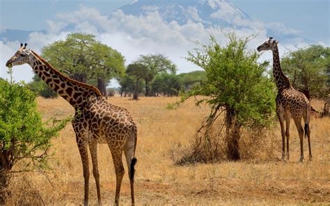 Arusha National Park || Ongeri Expeditions