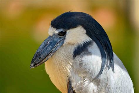 18 Different Types Of Herons With Photos & Facts