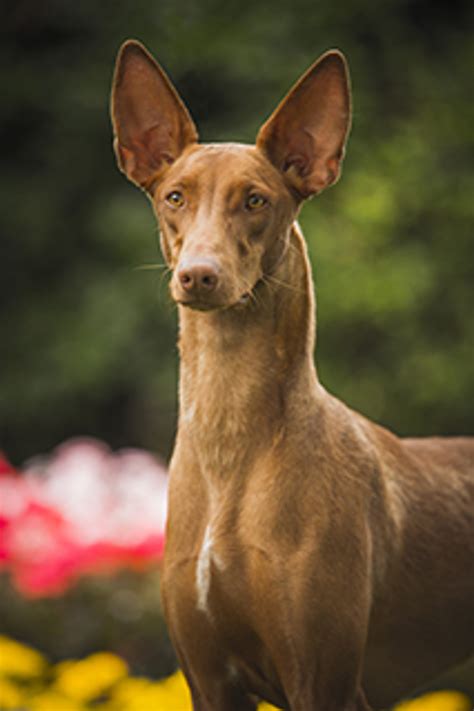 Pharaoh Hound | Breeds A to Z | The Kennel Club