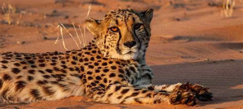 Namib-Naukluft National Park safaris, tours and holiday packages | Discover Africa Safaris