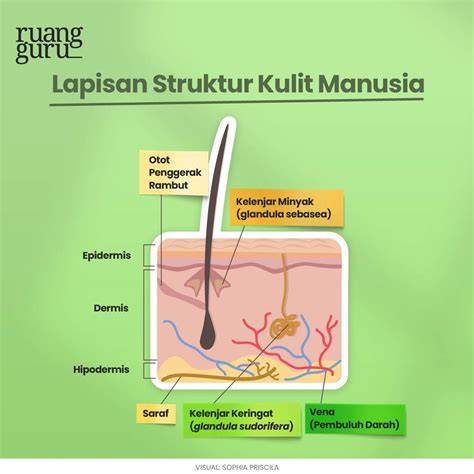 Mengenal 4 Macam Organ Sistem Ekskresi Manusia & Fungsinya | Biologi Kelas 8