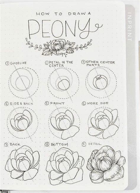 Peony Drawing, Flower Art Drawing, Floral Drawing, Flower Art Painting ...