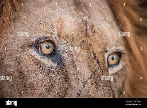 Lion eyes close up hi-res stock photography and images - Alamy