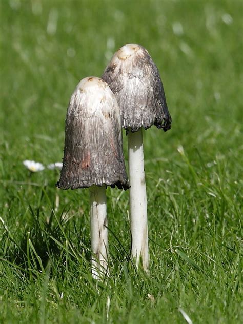 Shaggy Ink Cap - the hidden dangers of lawn toadstools | Wildlife Insight