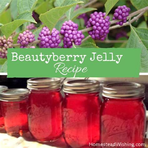 Beautyberry-Jelly-recipe