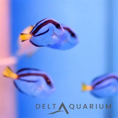 Buy Quality Regal Tang from Delta Aquarium Your Online LFS