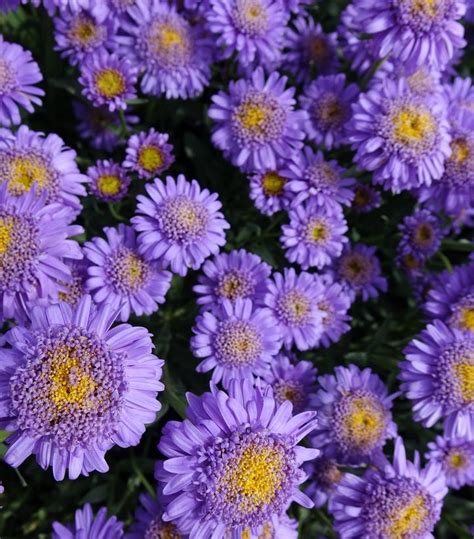 Aster alpinus 'X Blue' X Blue Alpine Aster from Prides Corner Farms